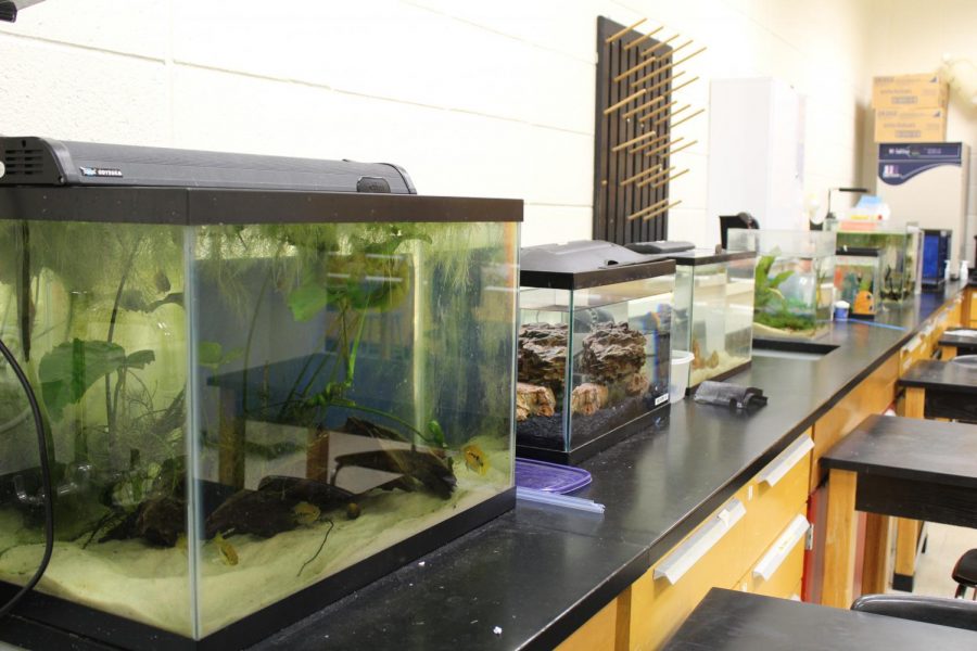 Zoos and aquariums strive toward realistic environments for animal health benefits